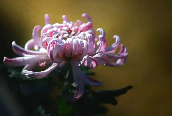 度过难关的30条励志短句：风雨过后，必有彩虹